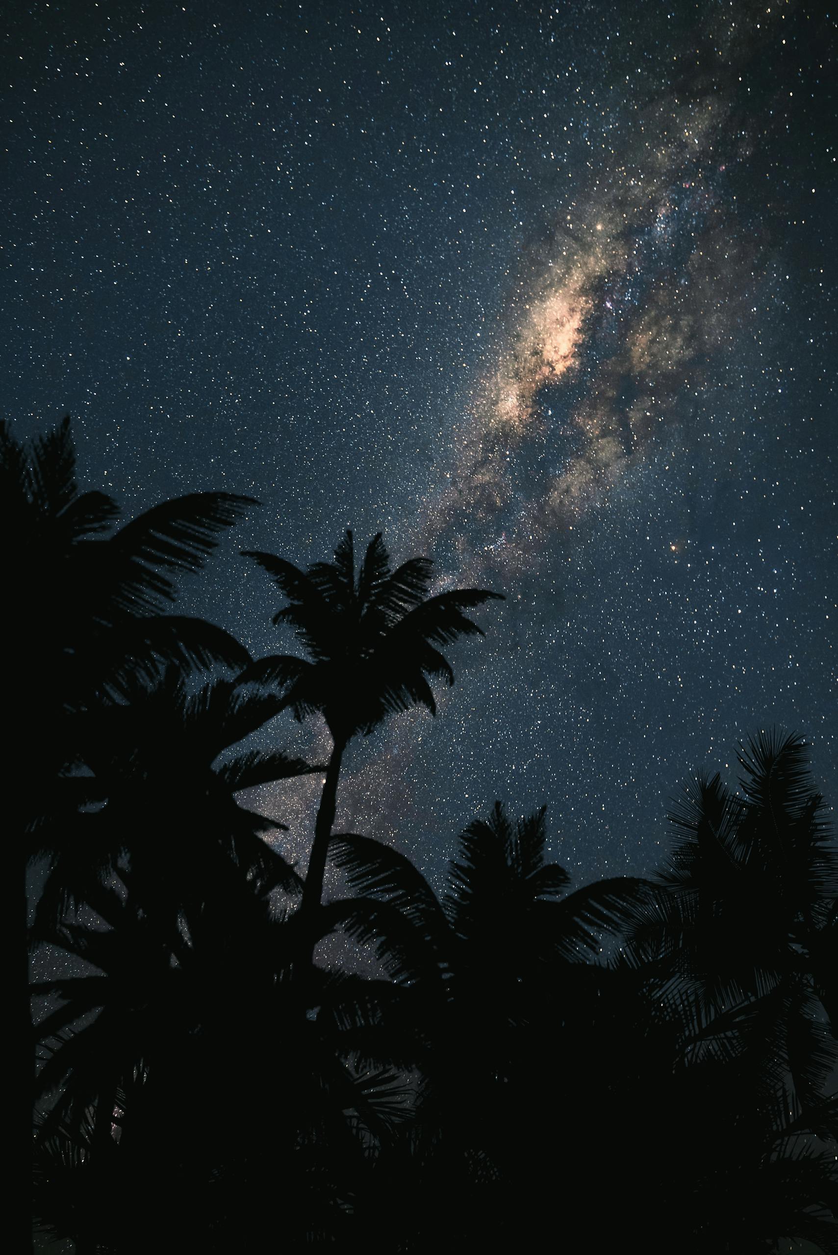 A breathtaking vertical view of the Milky Way against a starry sky with silhouetted palm trees.