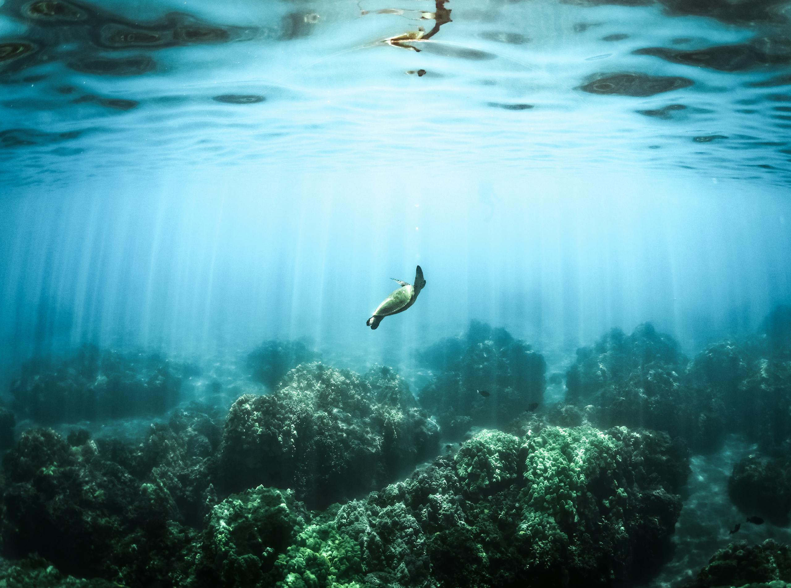 A sea turtle gracefully swims over a coral reef in a clear ocean setting.